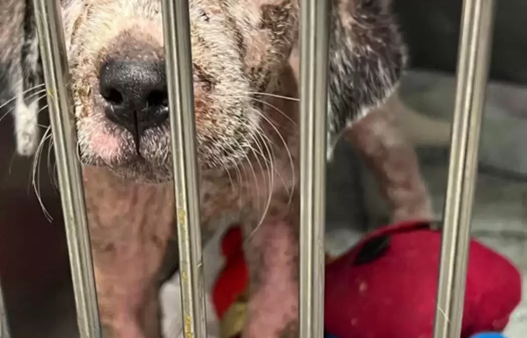 Pink, Wrinkly Stray Puppy Is Unrecognizable After Feeling Love For The First Time