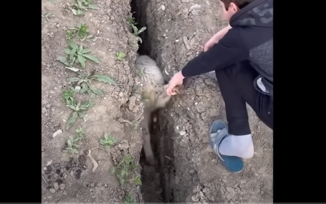 🐾 Funniest Animal Moments Caught on Camera: You’ll Laugh Till You Drop!