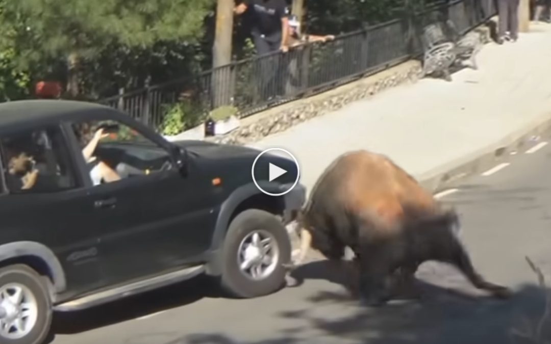 🐾 Wildest Animal Encounters Caught on Camera — You Won’t Believe What Happens!